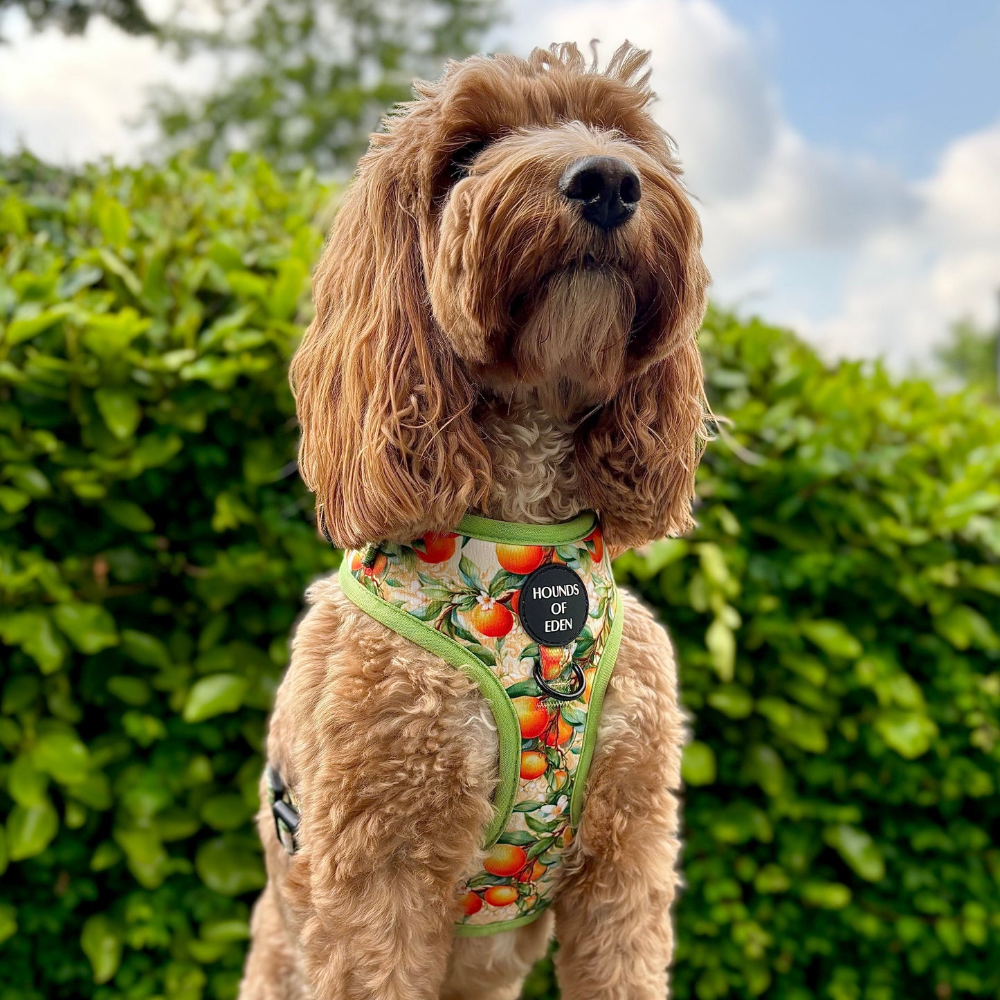 Simply the Zest - Oranges Dog Harness - The Bark Market