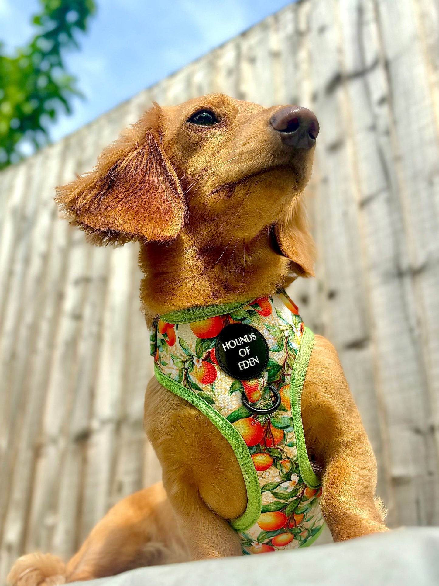 Simply the Zest - Oranges Dog Harness - The Bark Market