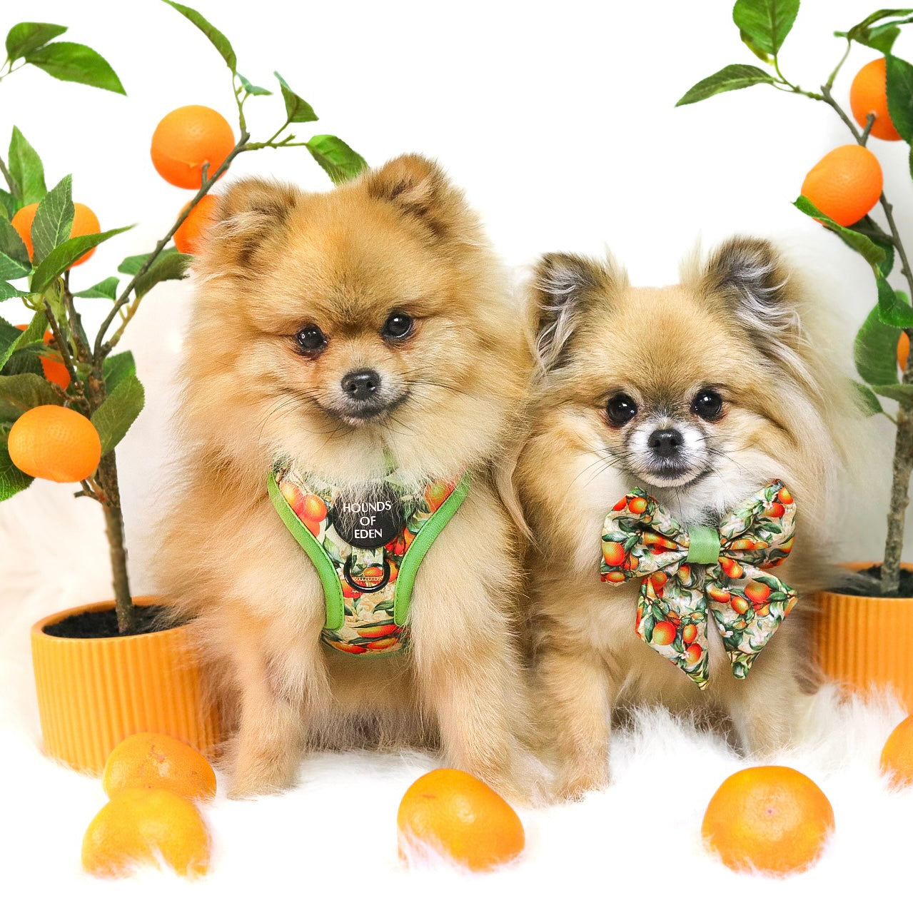 Simply the Zest - Oranges Dog Harness - The Bark Market