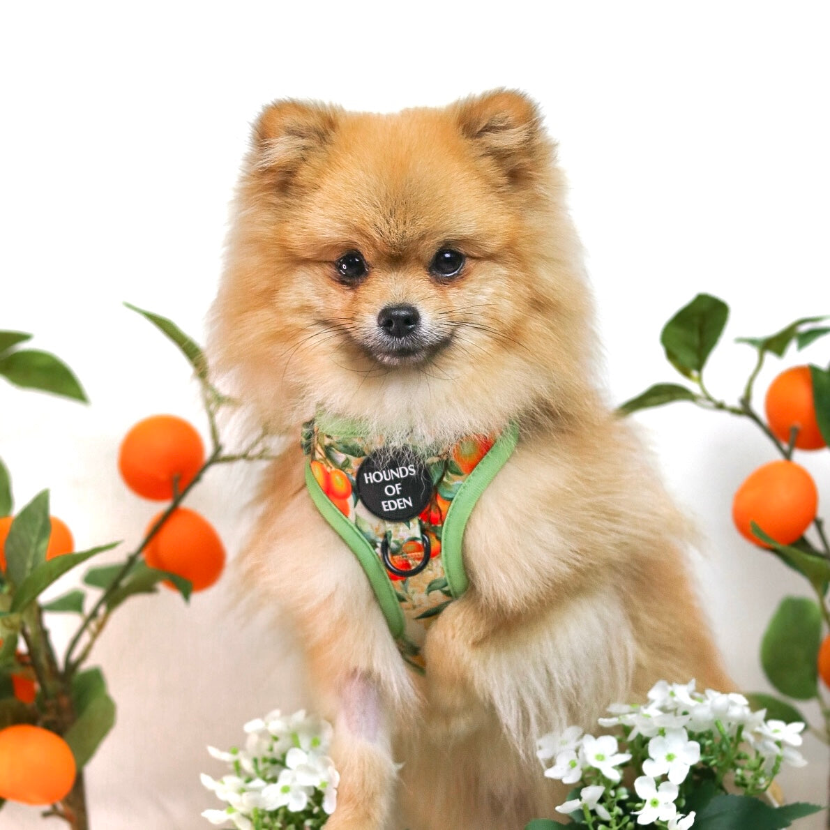 Simply the Zest - Oranges Dog Harness - The Bark Market