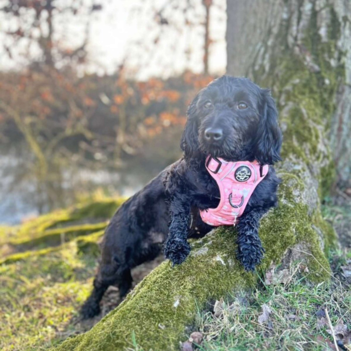 Rugged Rover™ Harness - Peachy Hearts - The Bark Market