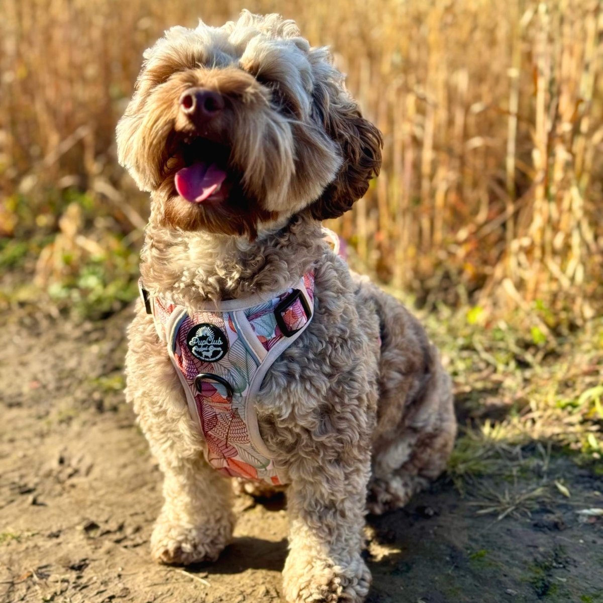 Rugged Rover™ Harness - Autumn Breeze - The Bark Market