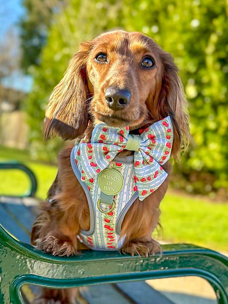 Eden's Orchard - Dog Sailor Bow Tie - The Bark Market