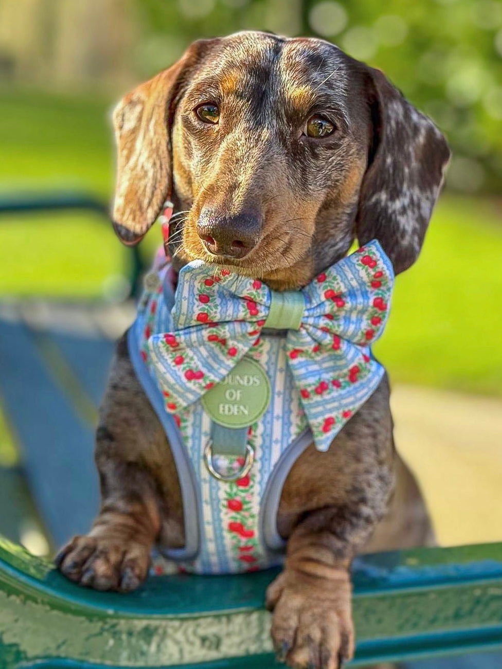 Eden's Orchard - Dog Collar + ID Tag Holder - The Bark Market