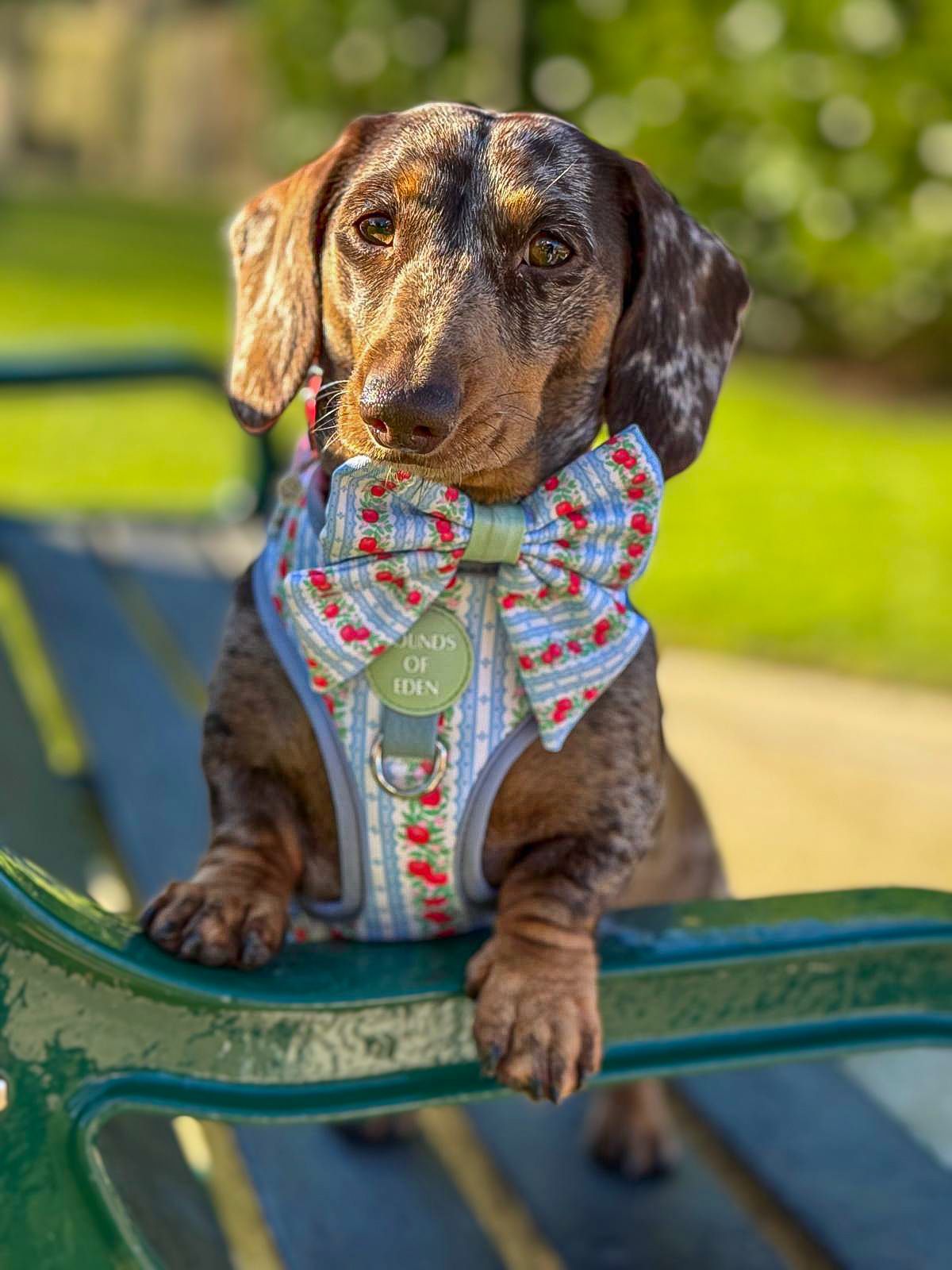 Eden's Orchard - Dog Sailor Bow Tie - The Bark Market