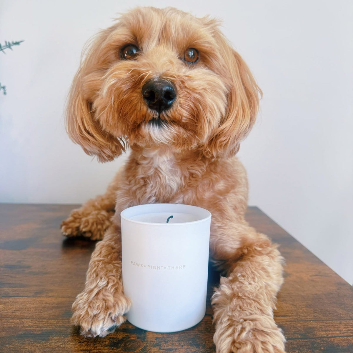 “Lets get Fizzical” - Clean Burn Essential Oil Candle