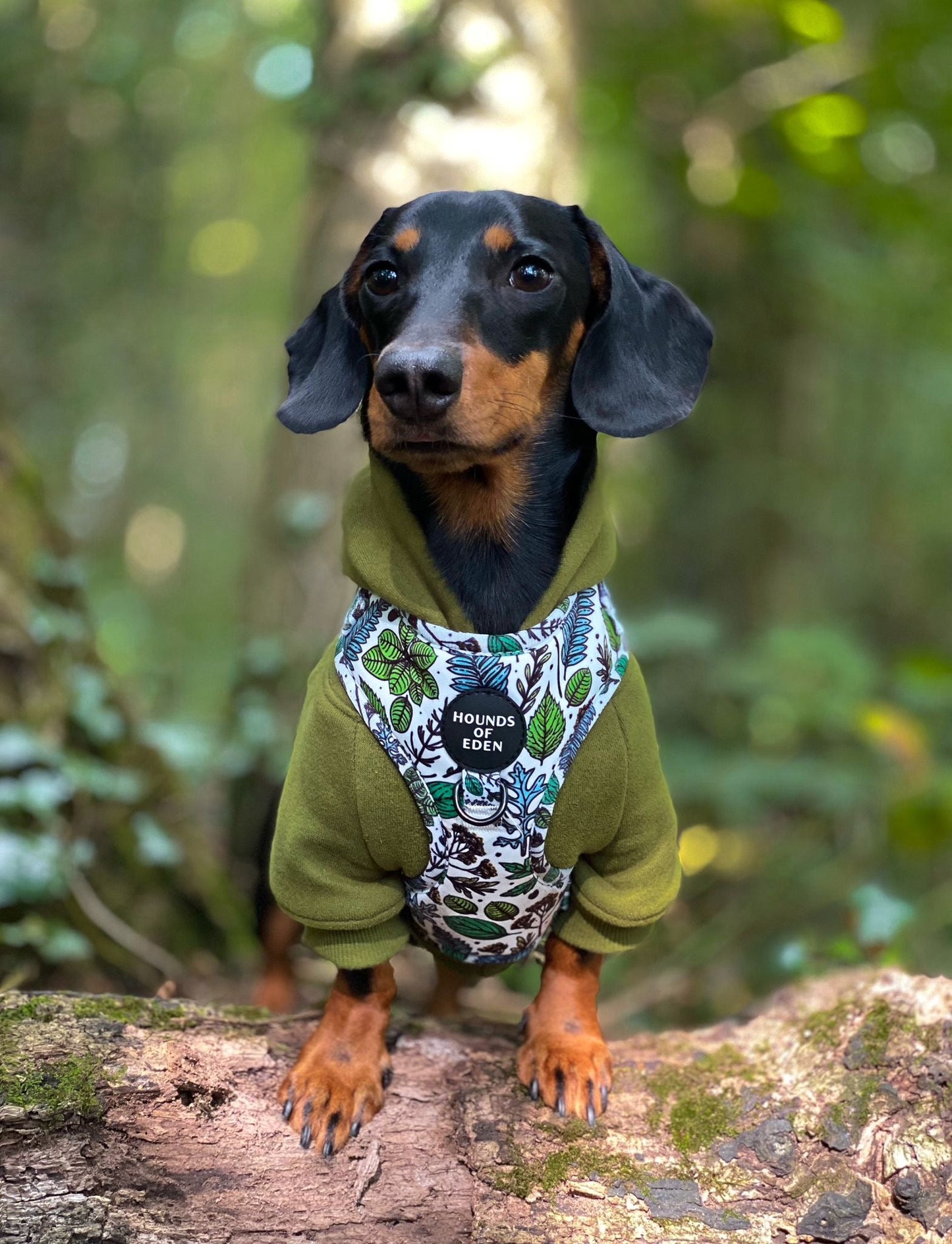 Dog Hoodie - Black - The Bark Market