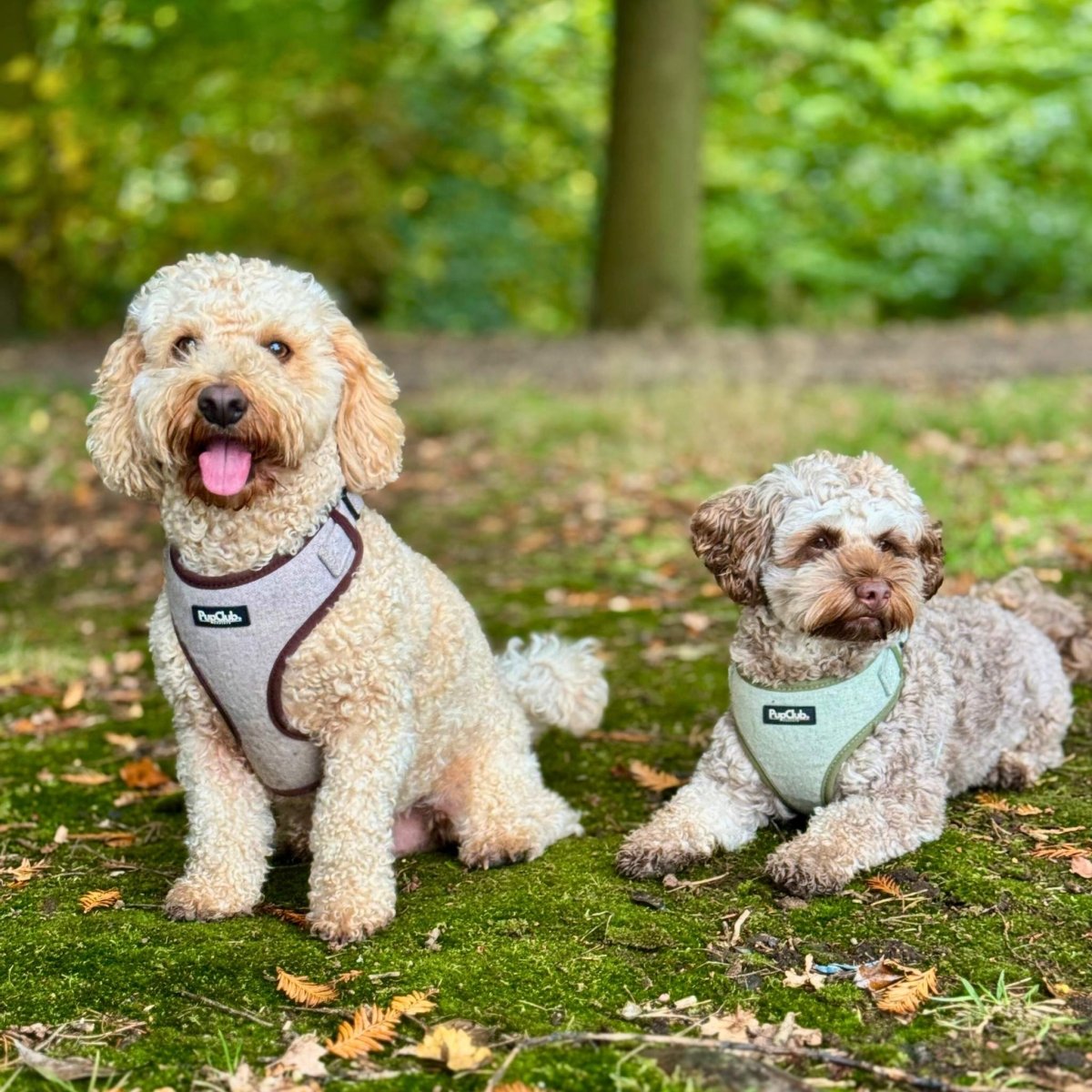 Tweed Adjustable Harness - Brown - The Bark Market