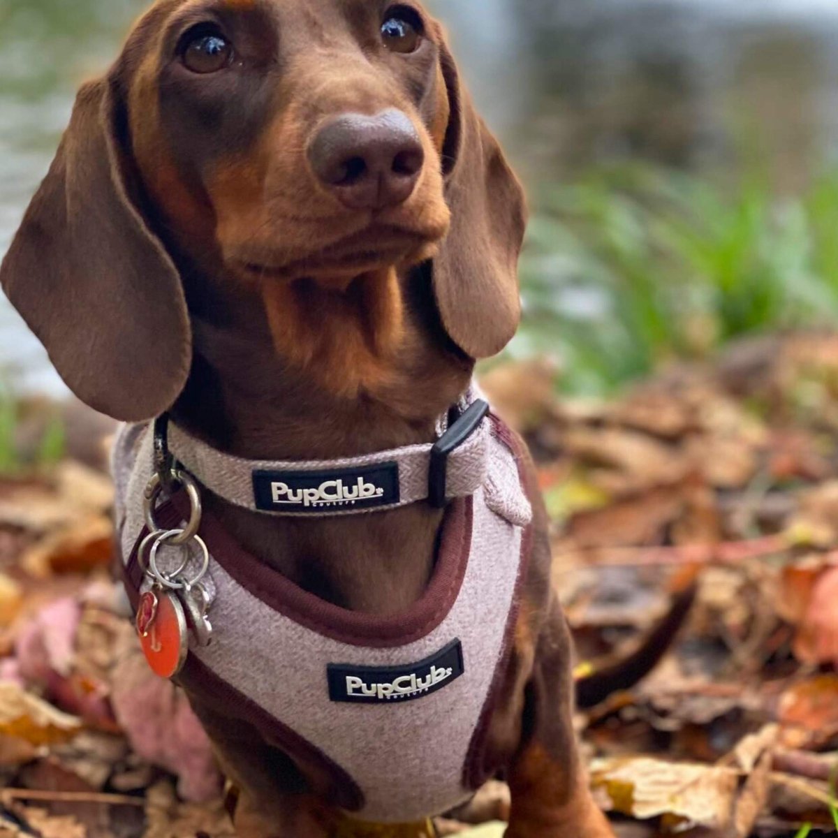 Tweed Adjustable Harness - Brown - The Bark Market