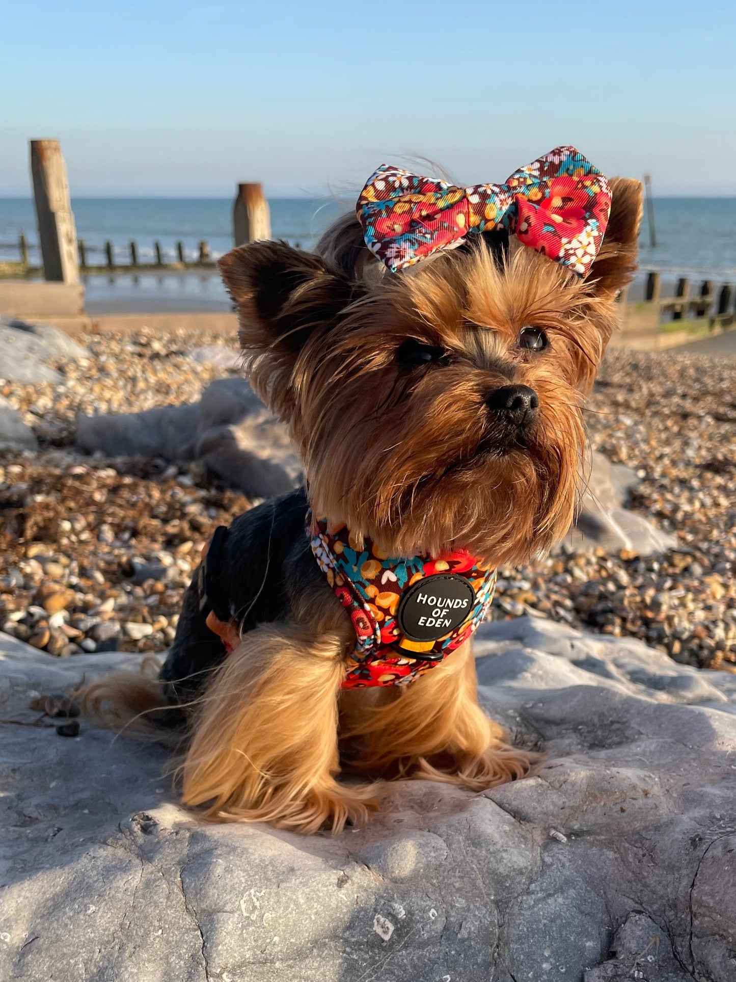 Retro Bloom Dog Harness (XXS & XS) - The Bark Market