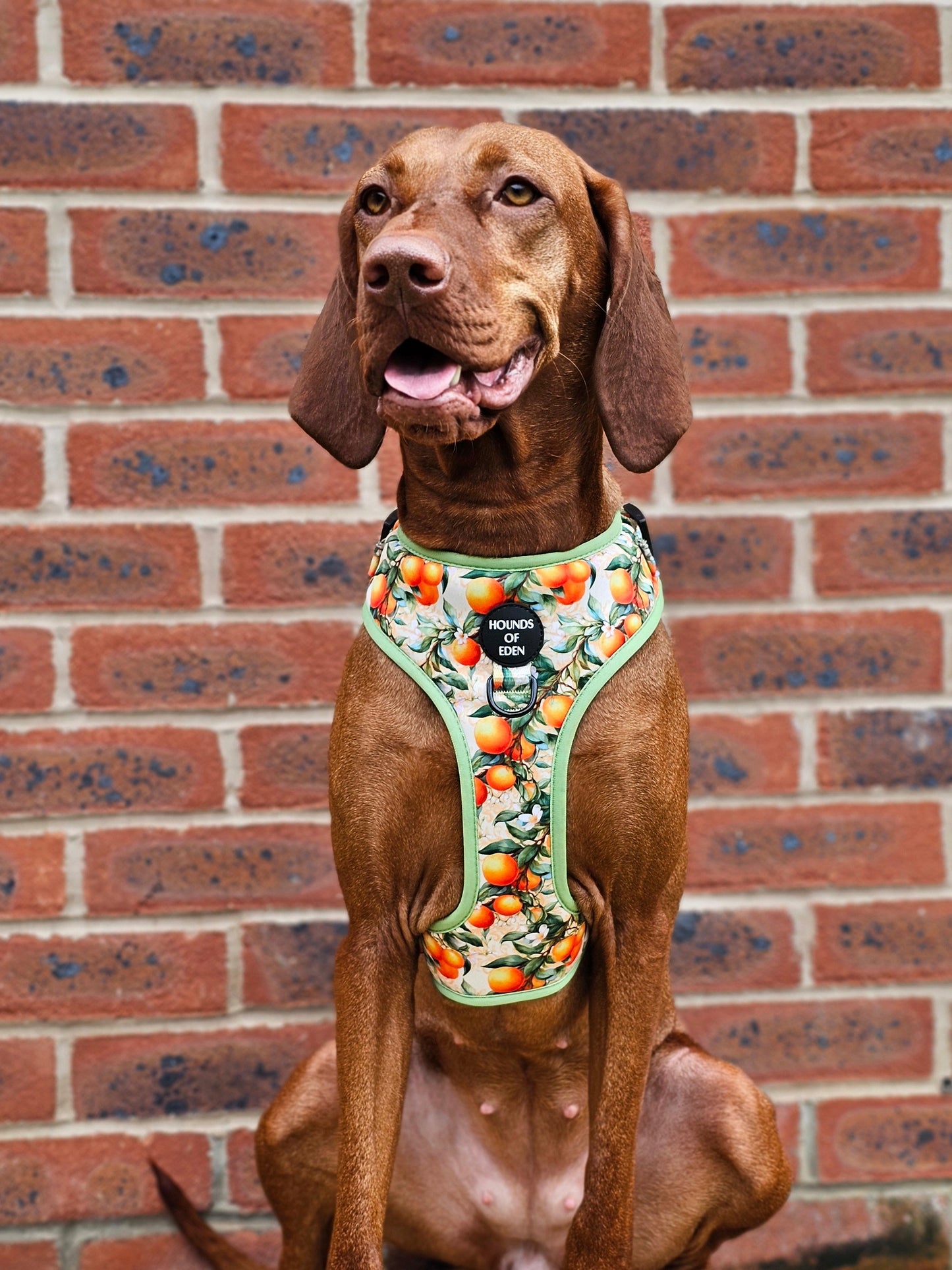 Simply the Zest - Oranges Dog Collar - The Bark Market