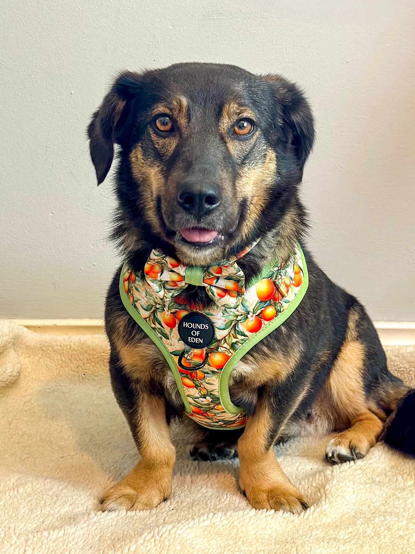 Simply the Zest - Oranges Dog Harness - The Bark Market