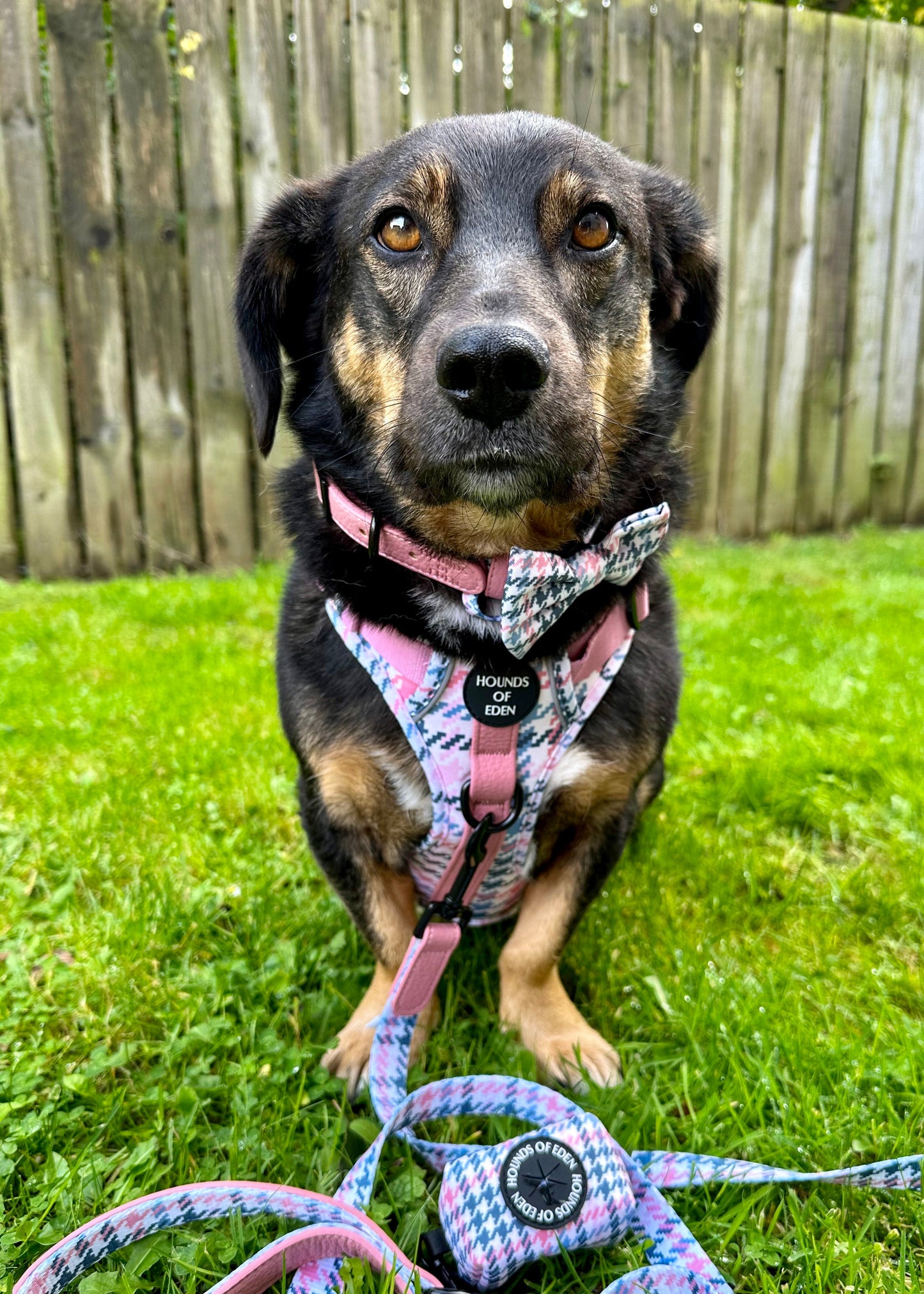 Pink Houndstooth Dog Supaw Strong Lite™ Harness (XS-XL) - The Bark Market