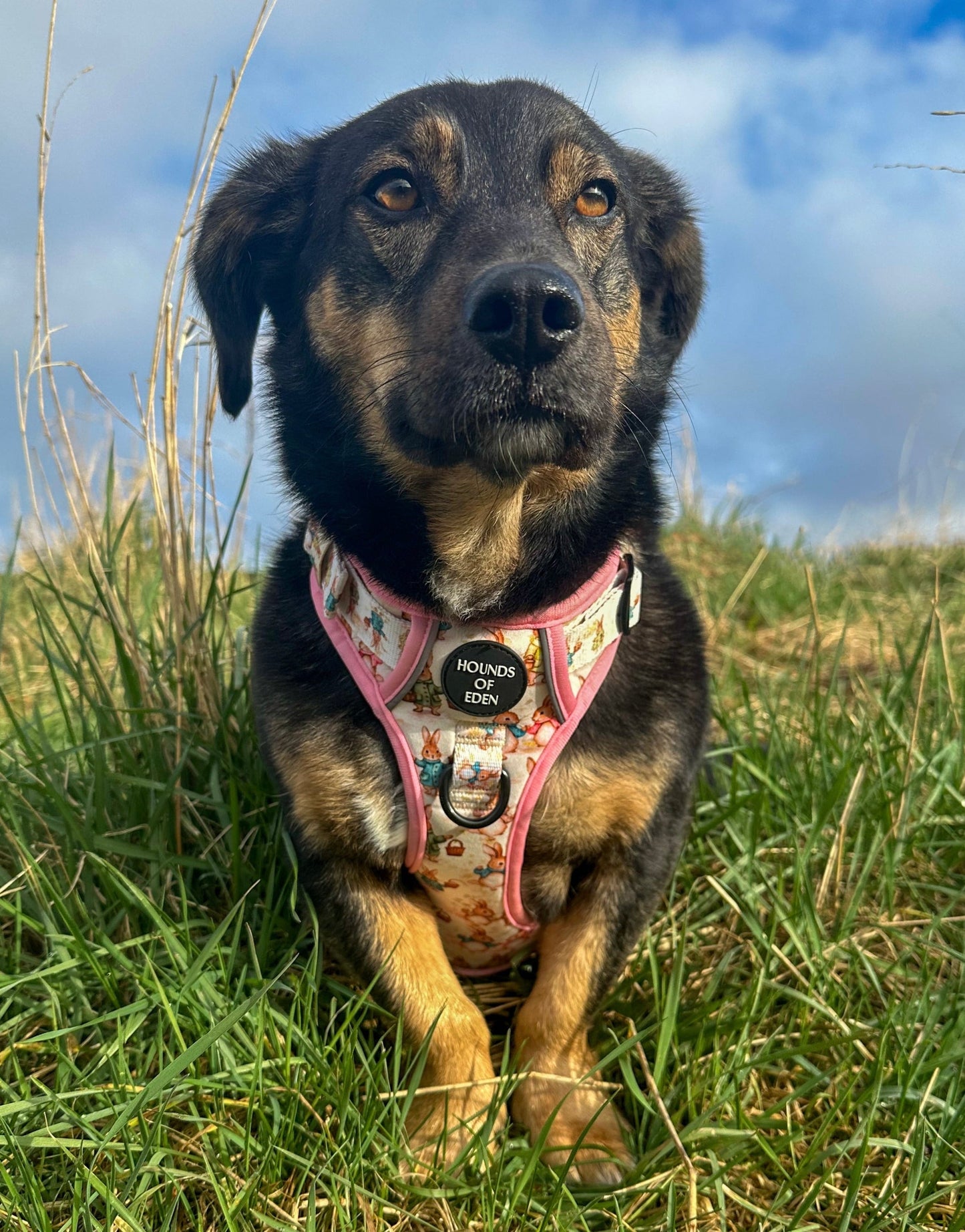 Bunny Tales - Pink, Dog Supaw Strong™ Lite Harness (XS-XL) - The Bark Market