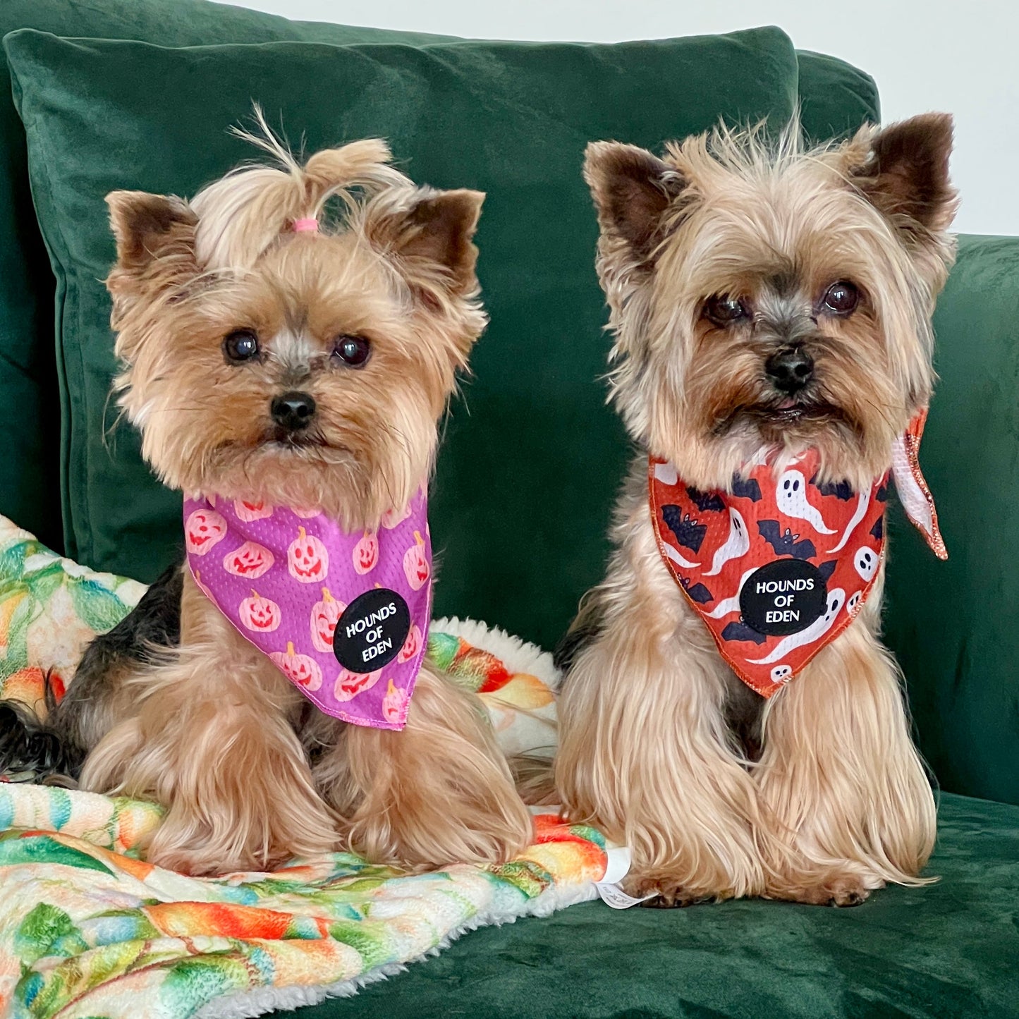 Orange Bats + Ghosts Halloween Dog Bandana 👻 - The Bark Market