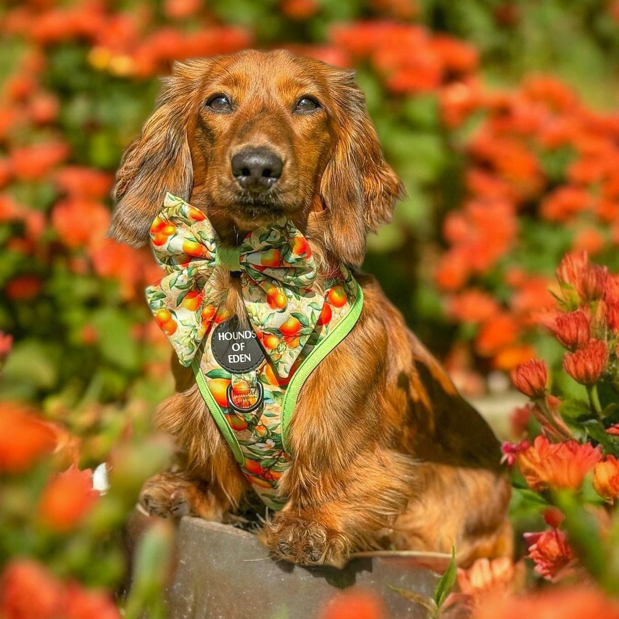 Simply the Zest - Oranges Dog Harness - The Bark Market