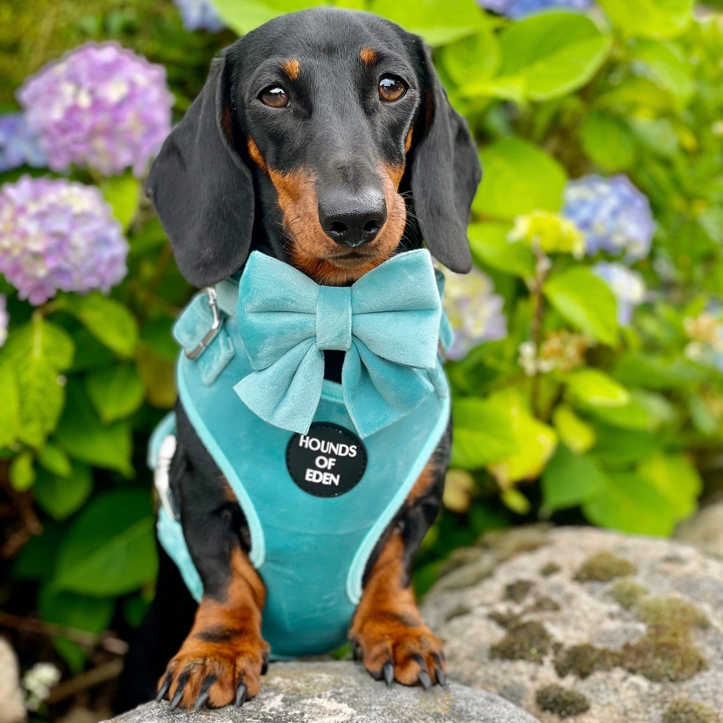 Tiffany's - Light Teal Velvet Dog Harness with Silver Metal Hardware - The Bark Market