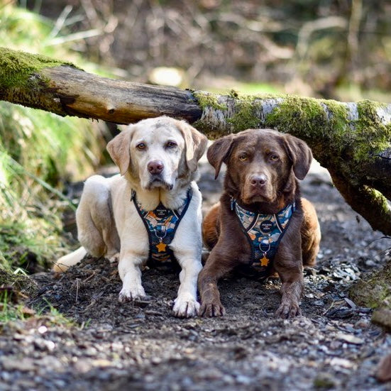 Supaw Strong™ 'Brush It Off' Utility Harness - The Bark Market