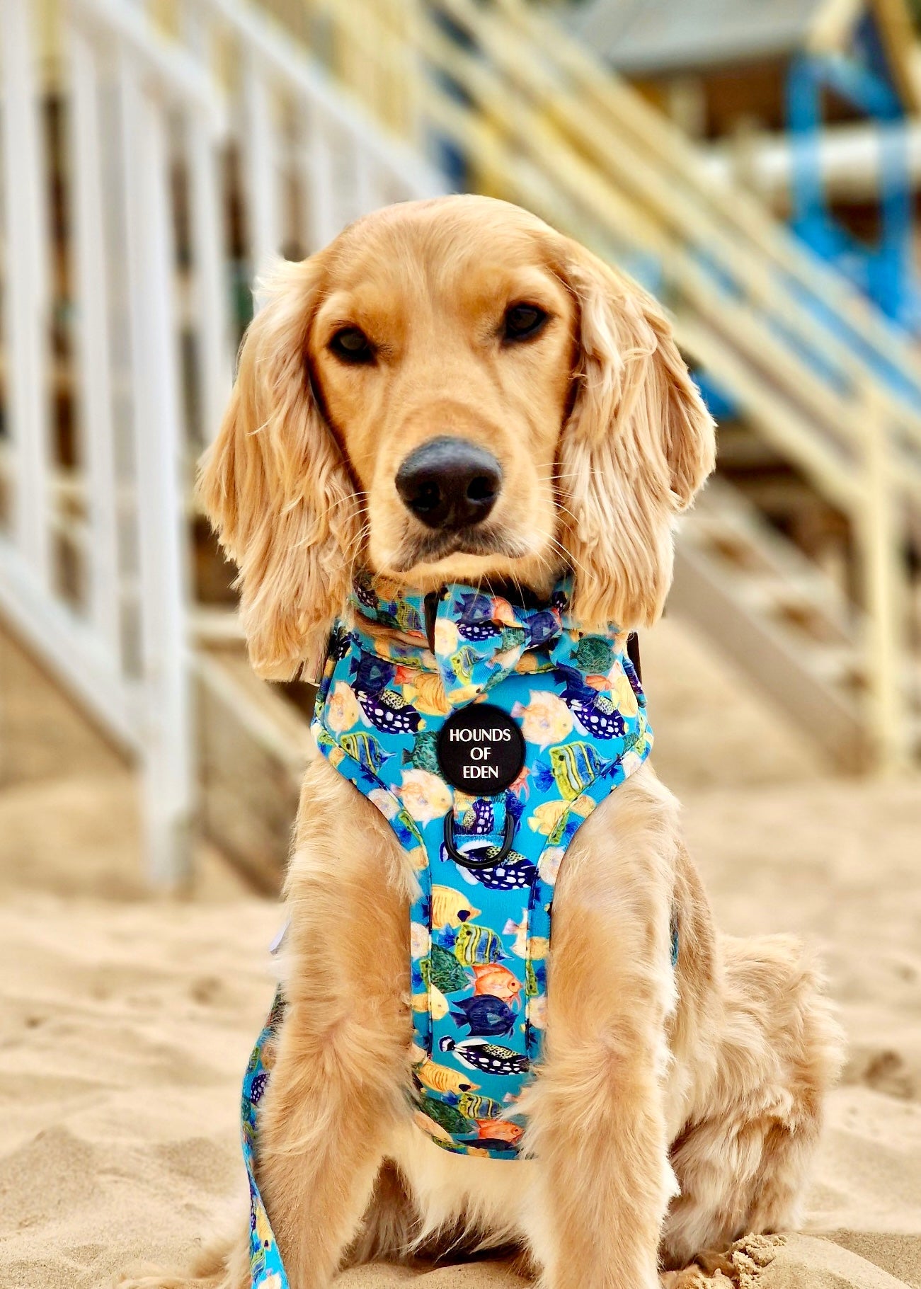 Under The Sea Design Dog Harness - The Bark Market