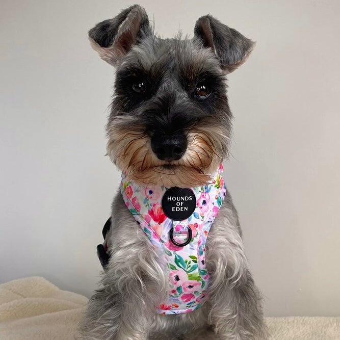 Ziggy's Secret Garden Design Dog Collar - The Bark Market