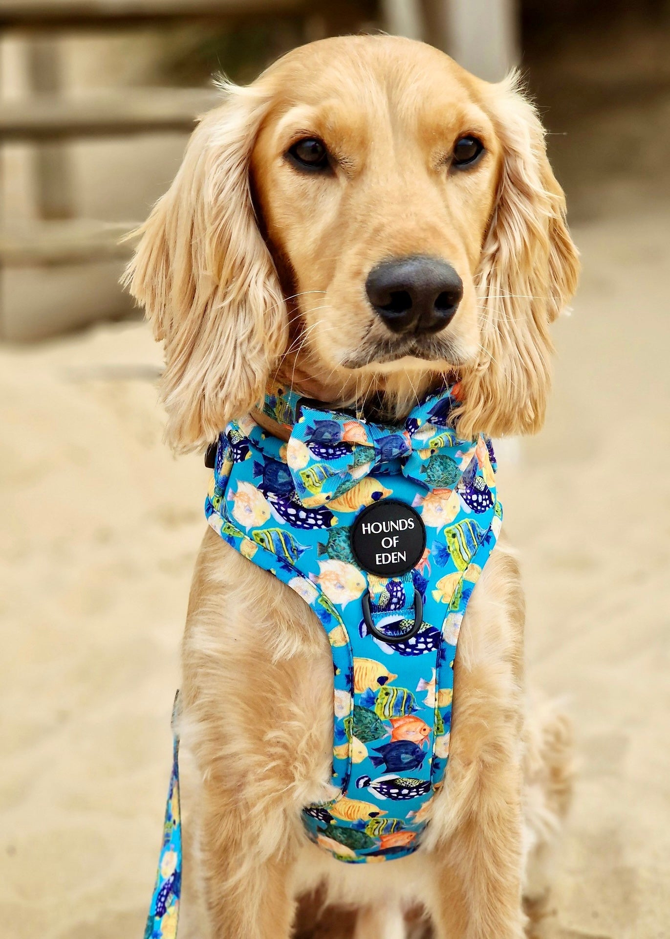 Under The Sea Design Dog Harness - The Bark Market