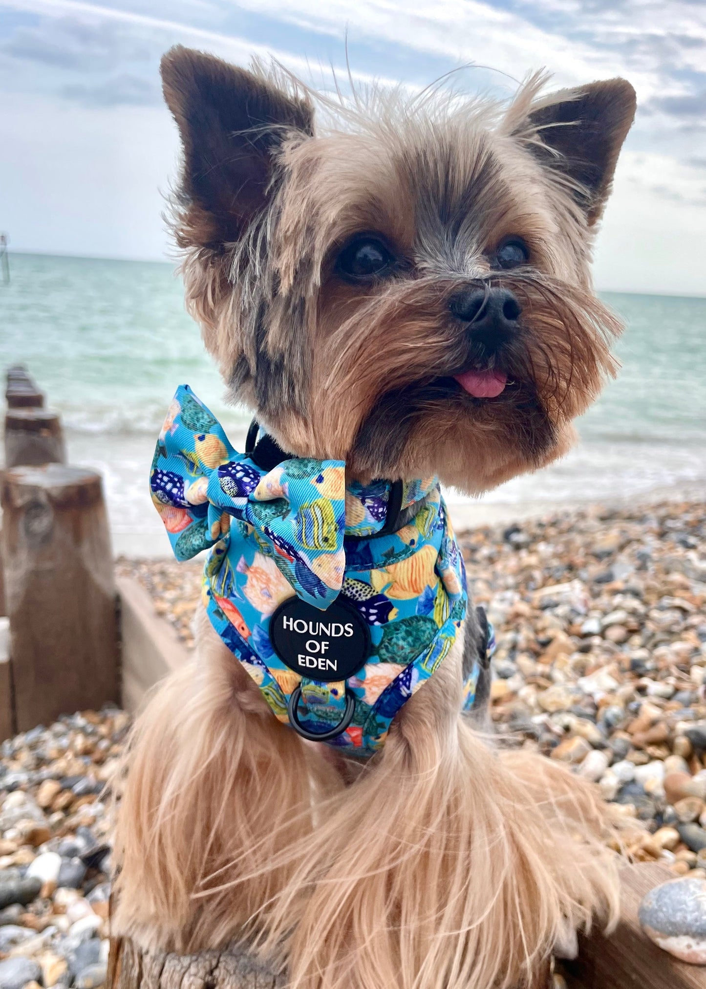 Under The Sea Design Dog Harness - The Bark Market