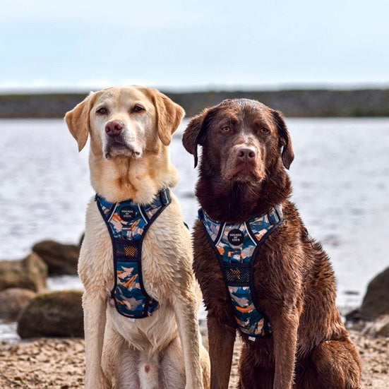 'Brush it Off' - Olive, Blue & Orange Camo Pattern Dog Collar - The Bark Market