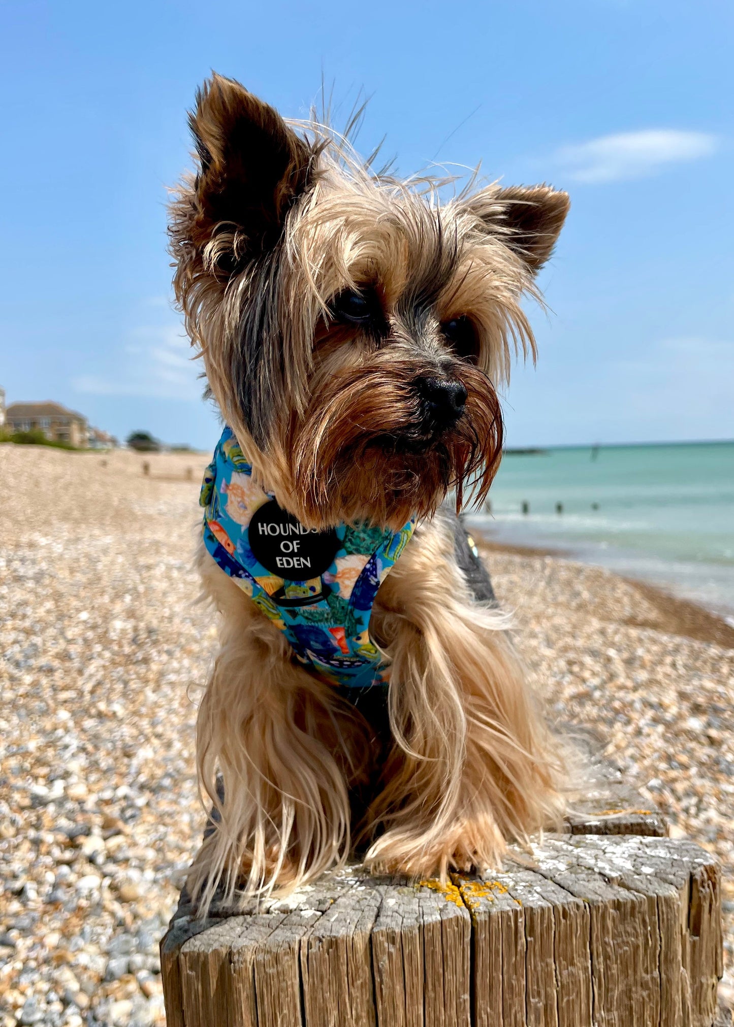 Under The Sea Design Dog Harness - The Bark Market