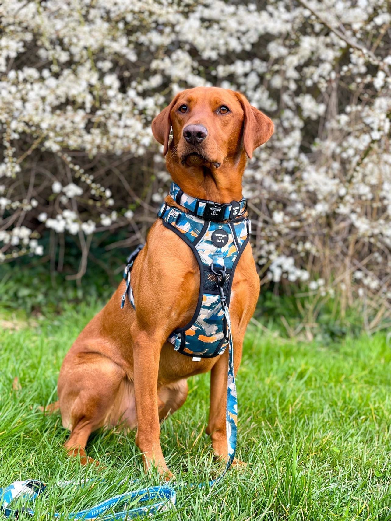 Supaw Strong™ 'Brush It Off' Utility Harness - The Bark Market