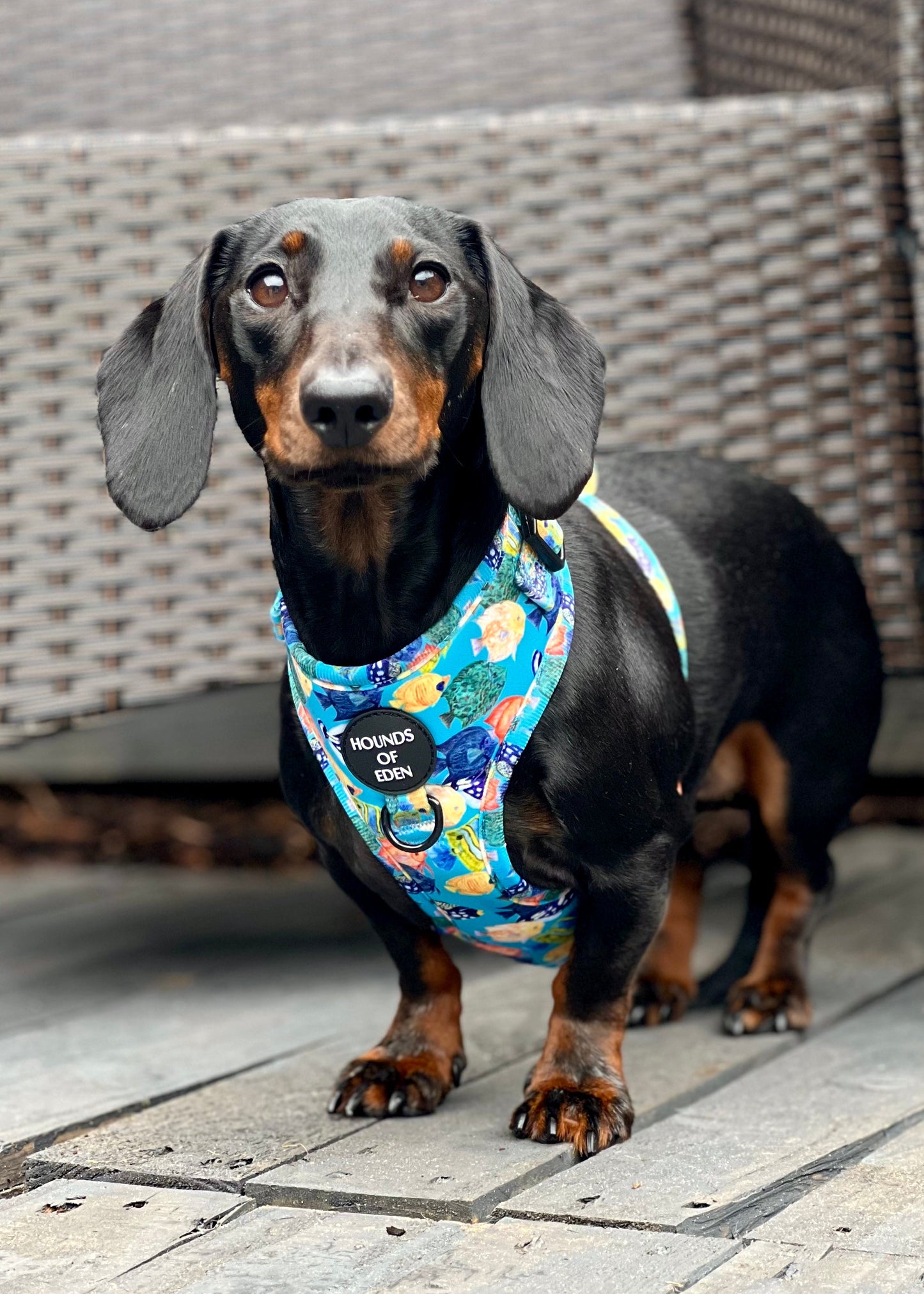 Under The Sea Design Dog Harness - The Bark Market