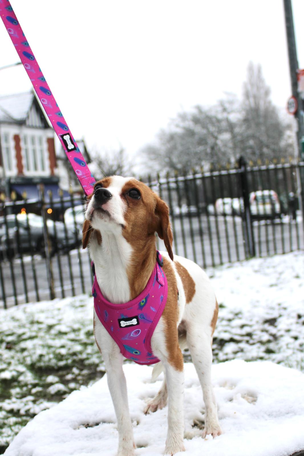 Peacock Power Adjustable Dog Harness - hot pink peacock feather dog harness - The Bark Market