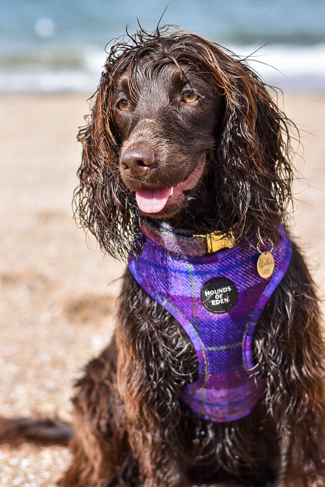 'Molly' - Pink & Purple Check Dog Harness - The Bark Market