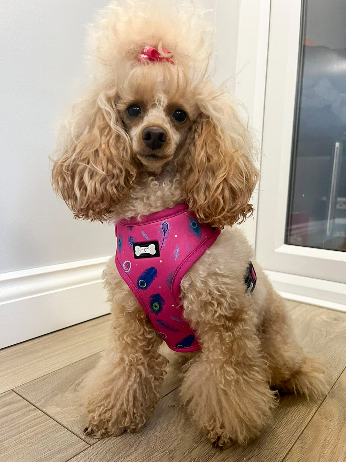Peacock Power Adjustable Dog Harness - hot pink peacock feather dog harness - The Bark Market