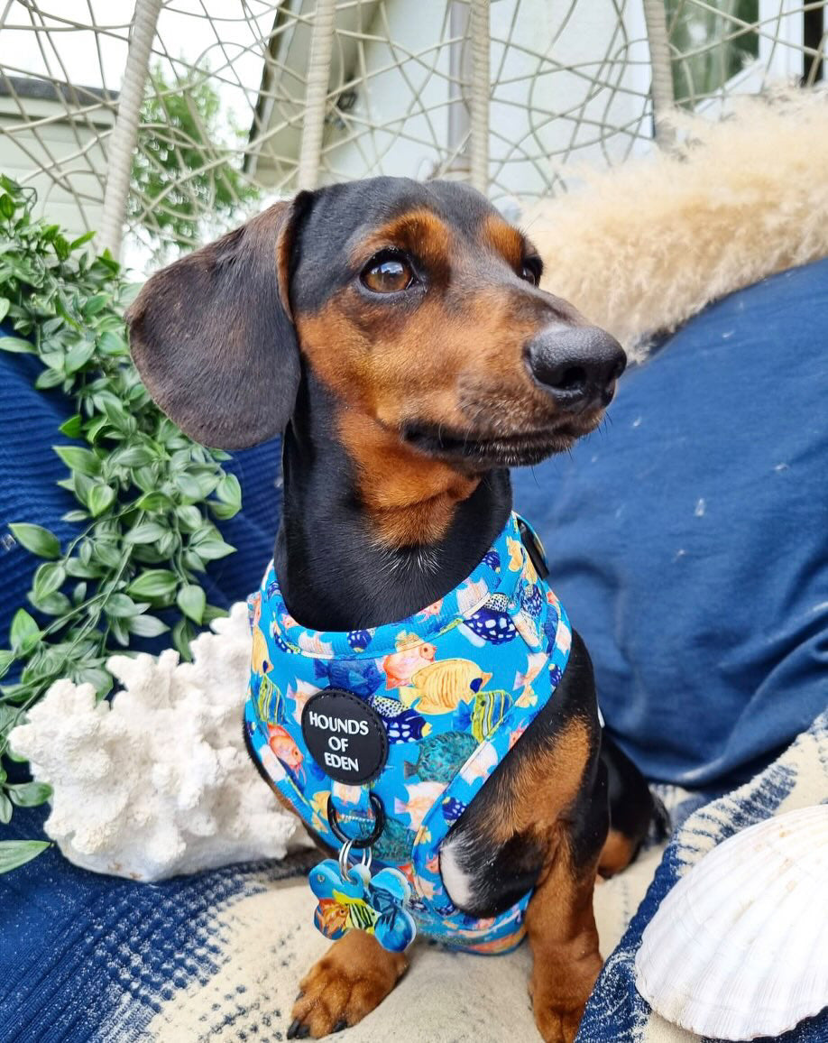 Under The Sea Design Dog Harness - The Bark Market