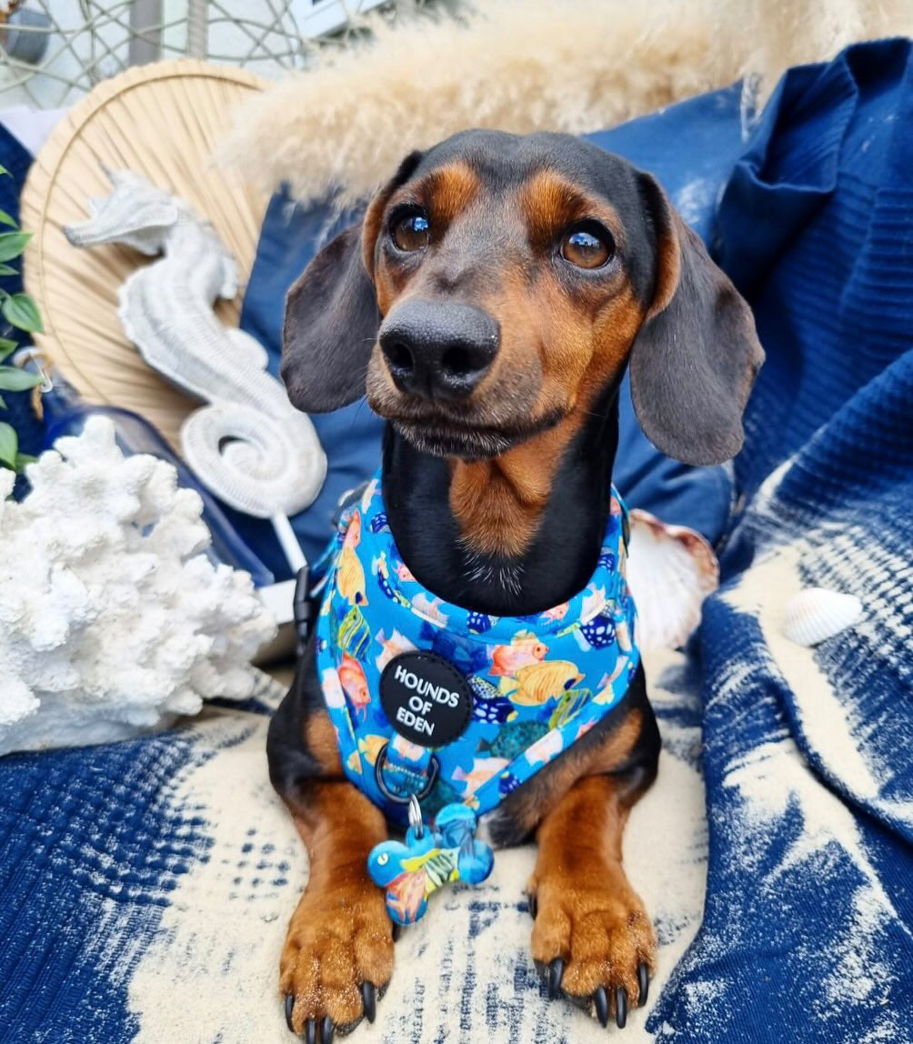 Under The Sea Design Dog Harness - The Bark Market