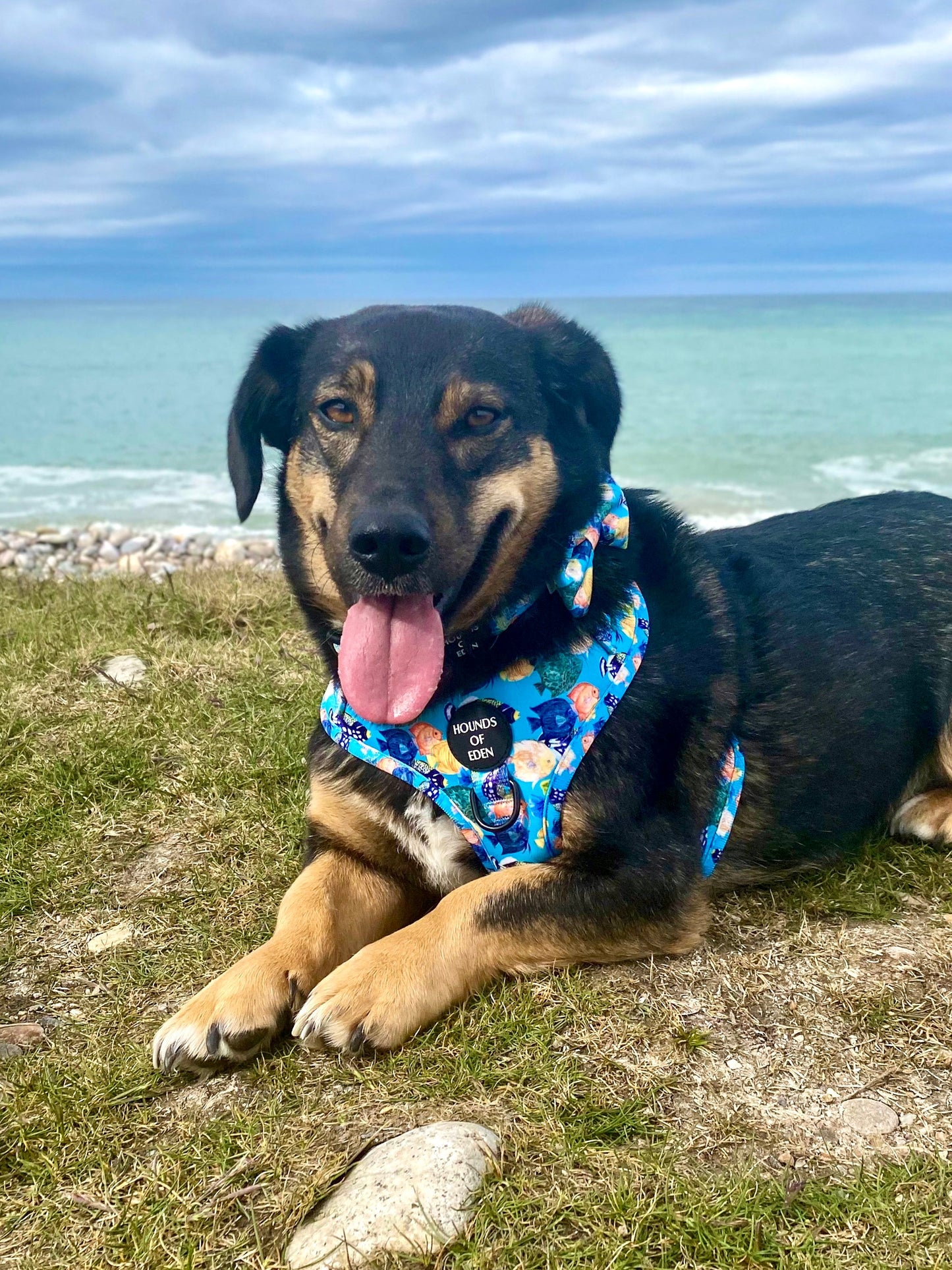 Under The Sea Design Dog Bow Tie - The Bark Market