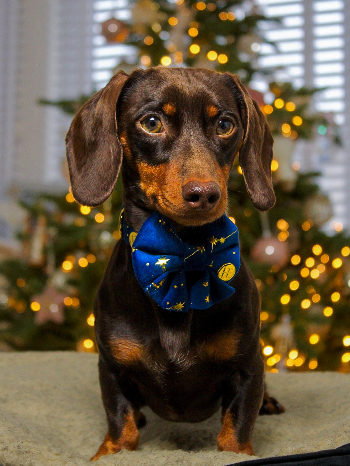 Sapphire Stars Velvet Harness - The Bark Market