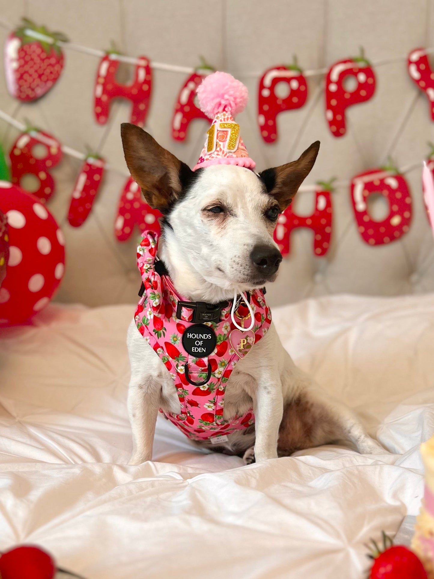 Strawberry Patch Design Dog Harness - The Bark Market