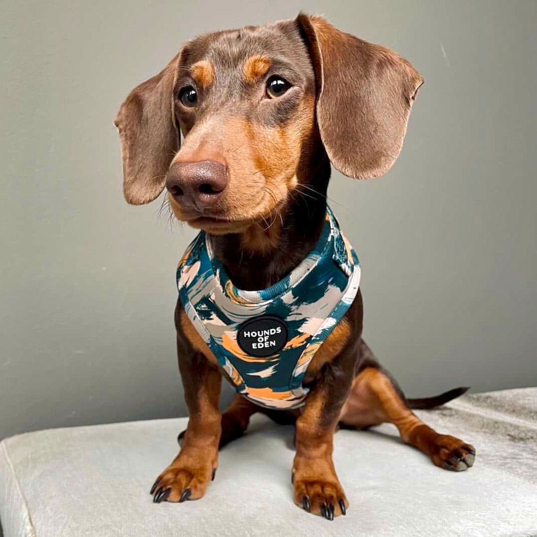 'Brush it Off' - Olive, Blue & Orange Camo Pattern Dog Harness - The Bark Market