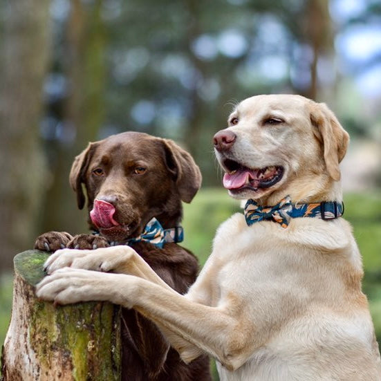 'Brush it Off' - Olive, Blue & Orange Camo Pattern Dog Collar - The Bark Market