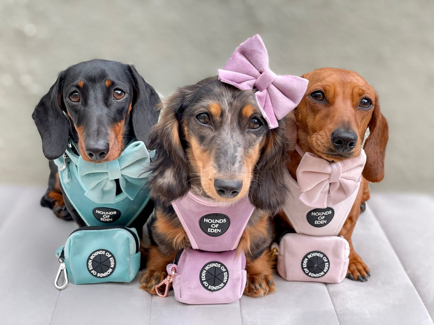 Tiffany's - Light Teal Velvet Dog Harness with Silver Metal Hardware - The Bark Market