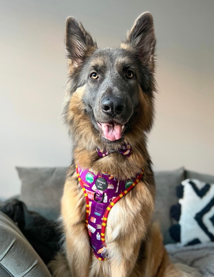 Harry Pawter Design Dog Harness - The Bark Market