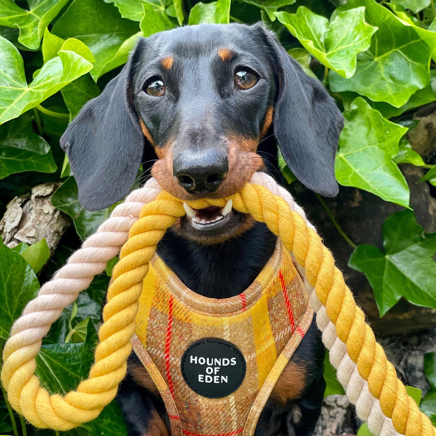 'Honey' - Yellow Check Dog Harness - The Bark Market