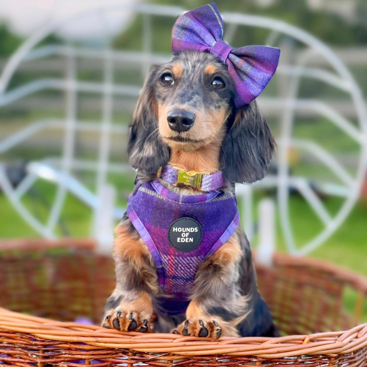 'Molly' - Pink & Purple Check Dog Harness - The Bark Market