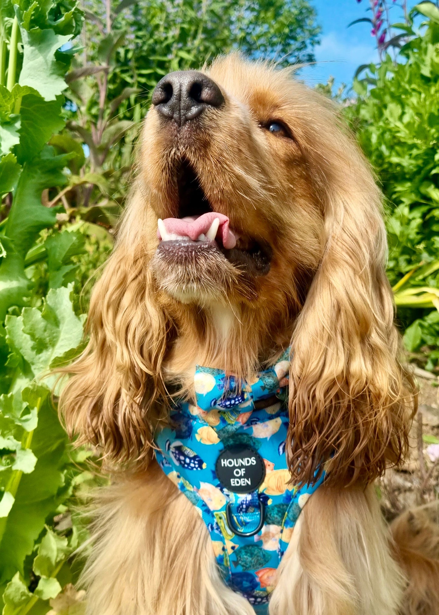 Under The Sea Design Dog Harness - The Bark Market