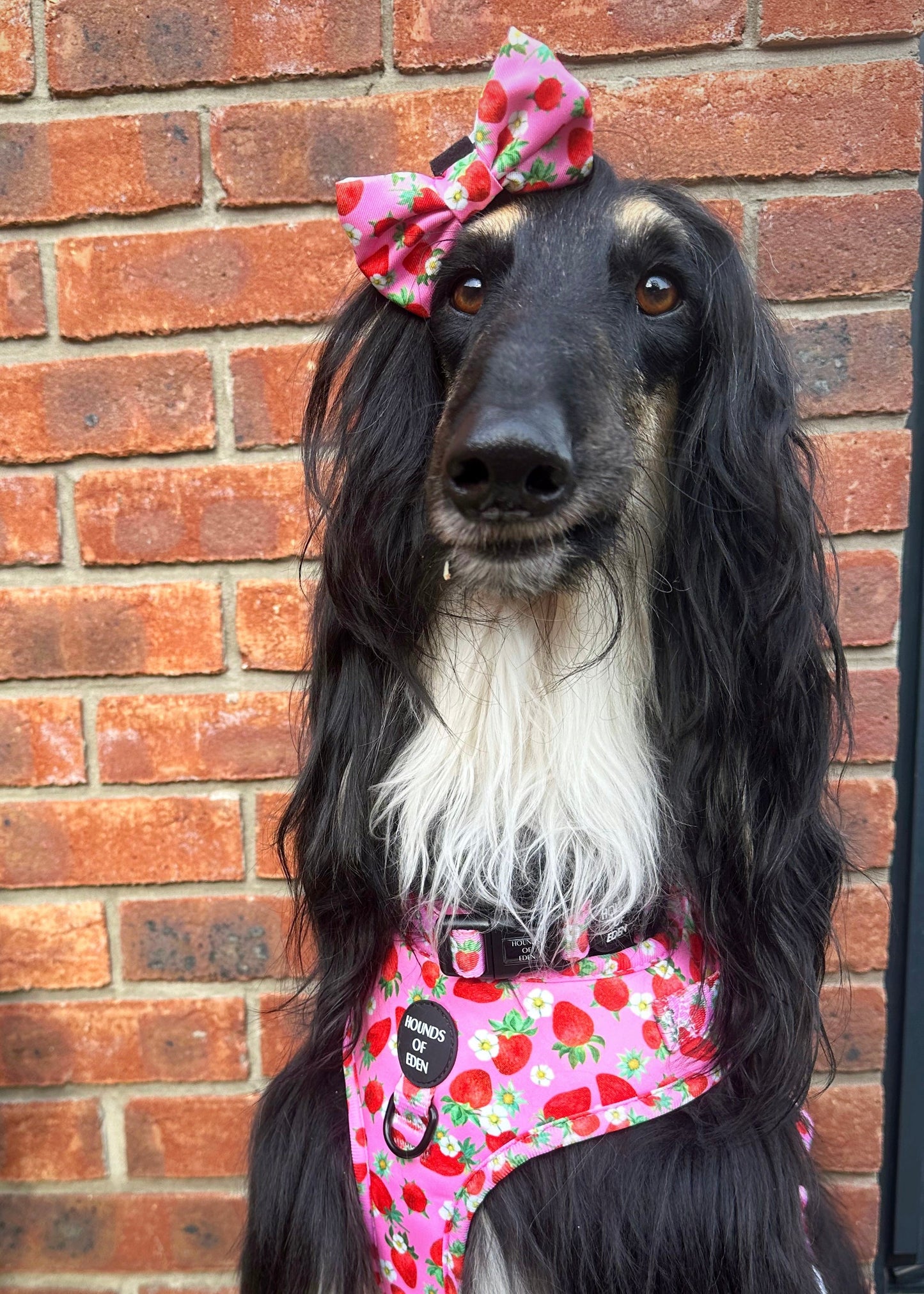 Strawberry Patch Design Dog Harness - The Bark Market