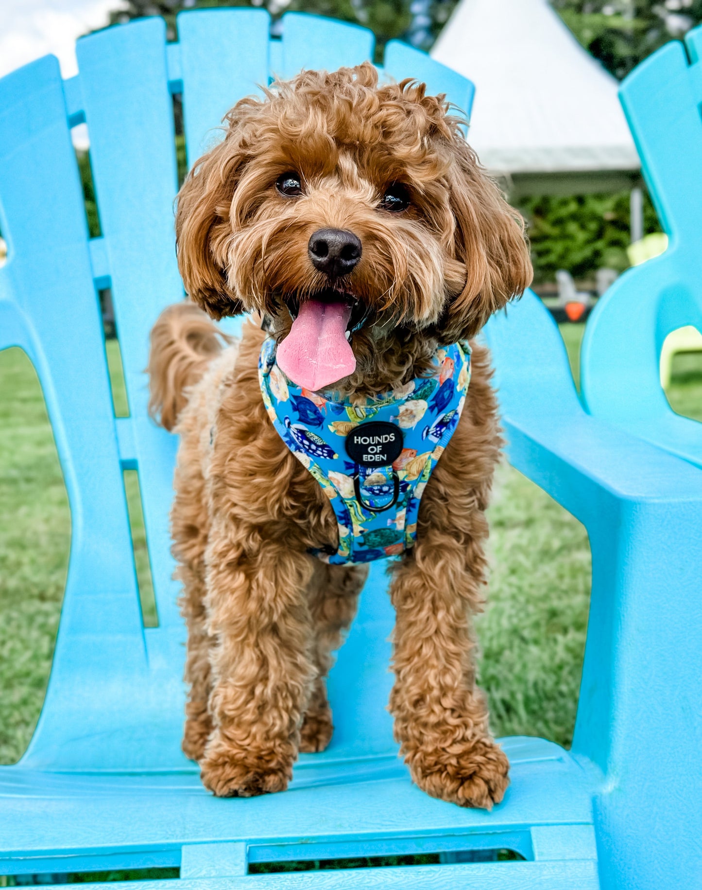Under The Sea Design Dog Harness - The Bark Market