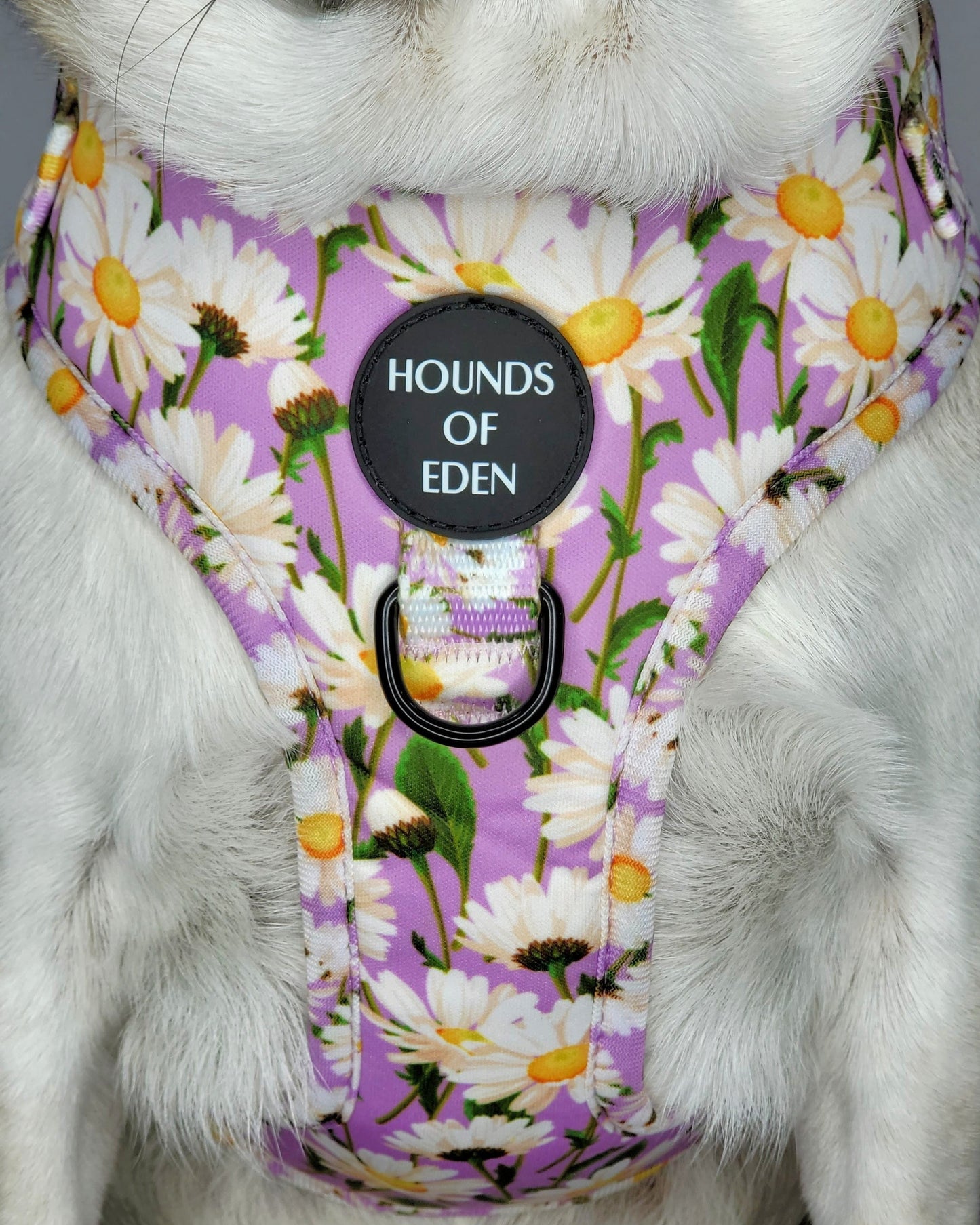 Daisy Dreams Design Dog Harness - The Bark Market