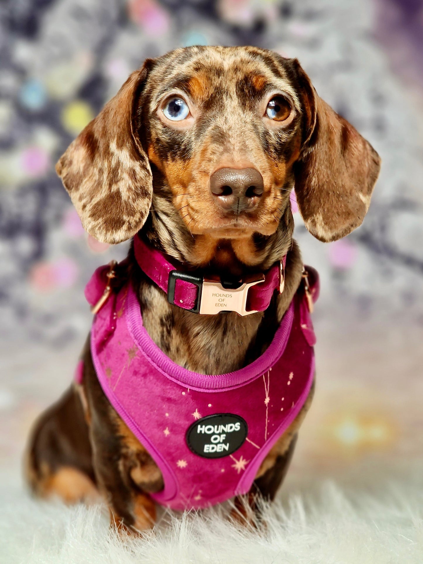 Magenta Sky Velvet Harness - The Bark Market