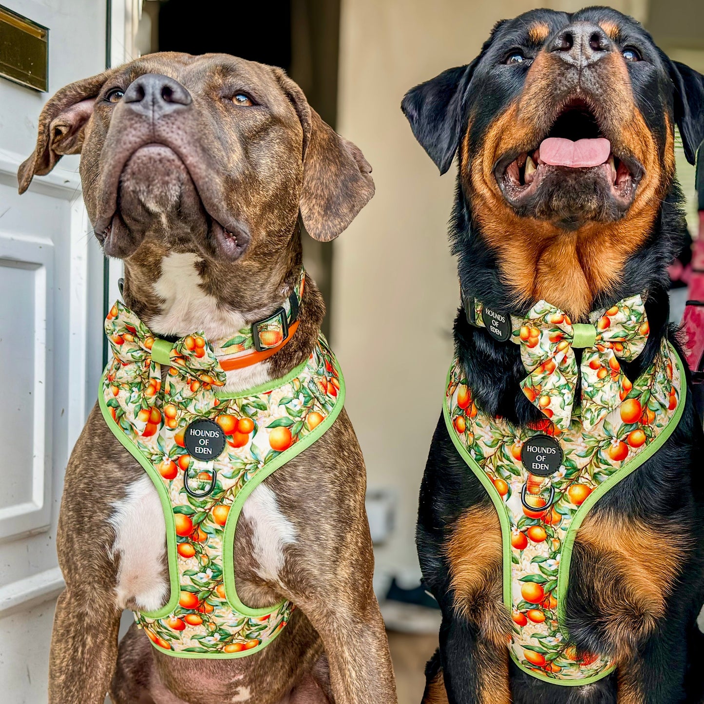 Simply the Zest - Oranges Dog Harness - The Bark Market